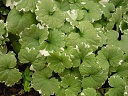 ����� ����������� ��������� (Glechoma hederacea Variegata)