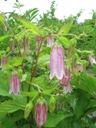 ����������� �������� (Campanula Punctata)